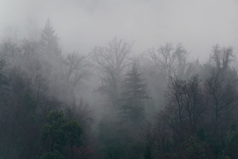 The image shows the photograph of a piece of forest on a foggy winter day.