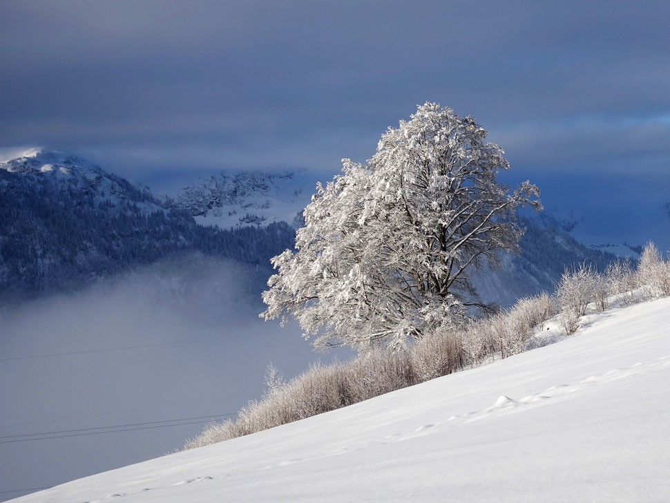 The image shows the photograph of a snow covered tree lit by the morning sun against the background of clouds, fog and mountains.