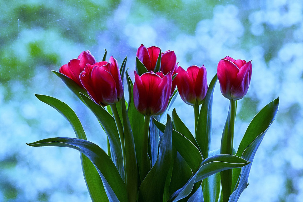 The image shows the photograph of a bouquet of tulips in front of a window.