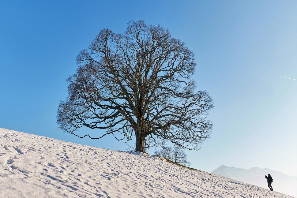 The image shows a beautiful tree in a Winter landscape while a woman is taking a picture of the tree.