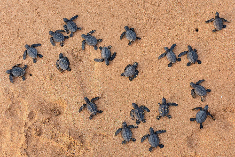 The image shows the aerial photograph of many freshly hatched sea turtles crawling on the sand of a beach in Ghana. 