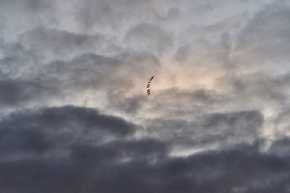 The image shows the photograph of a formation of wild geese against the background of a cloudy sky.