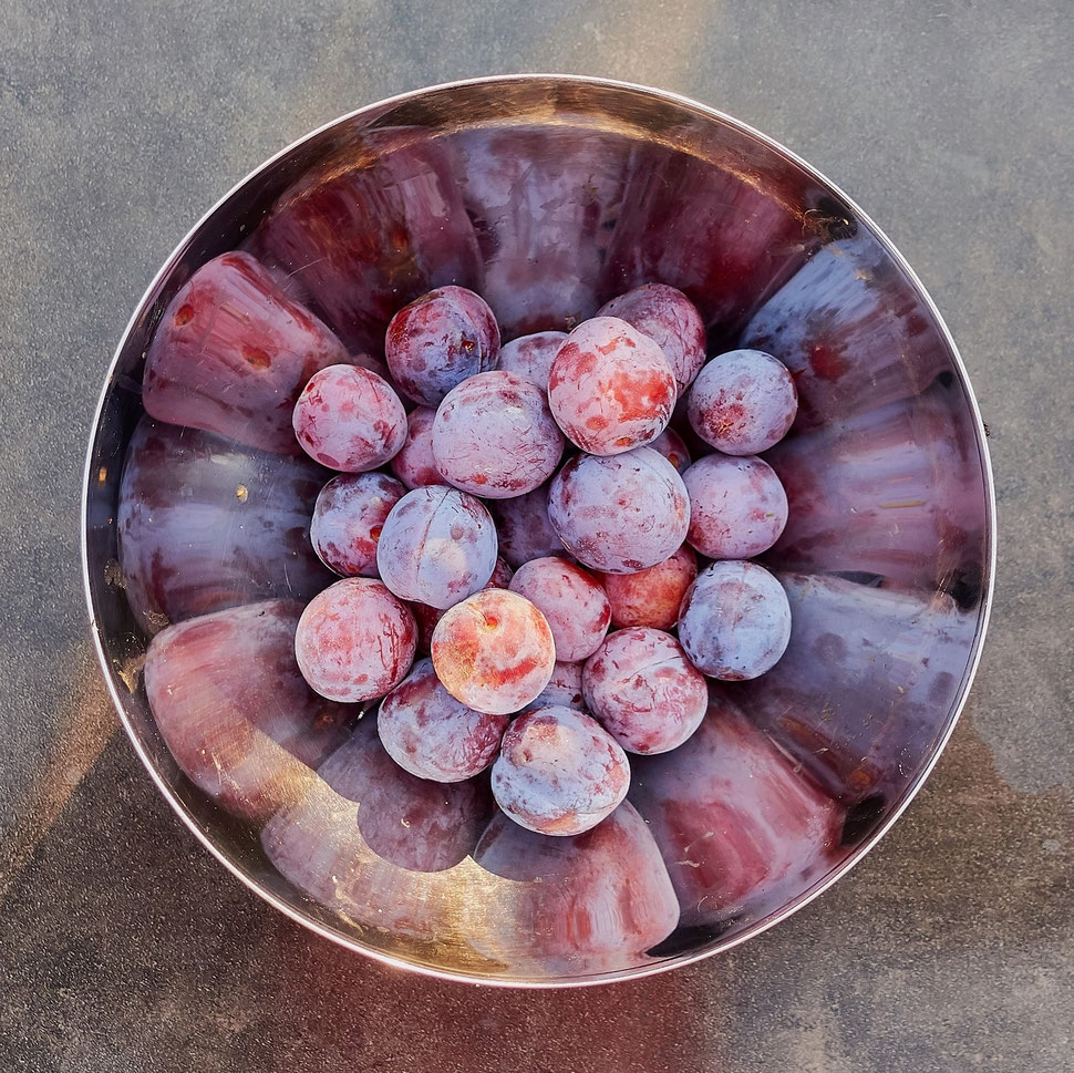 The image shows the square photograph of a bowle of freshly collected plums sitting on a table lit by morning sunshine.