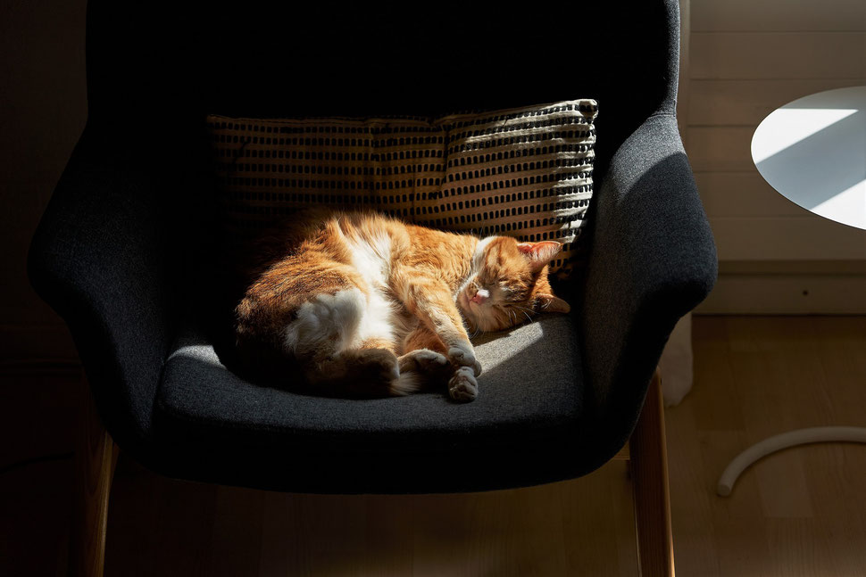 The photo shows a sleeping curled-up cat on a chair, which is lit by sunlight. The atmosphere is peaceful.