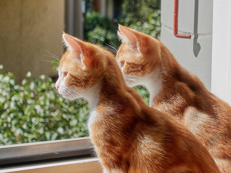 The image shows the photograph of two red kittens sitting on a table looking out the open window in perfect synchronization.