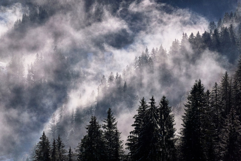 The image shows the photograph of fir trees, which are entrenched in morning fog. It is a winter morning in the Emmental (Switzerland).
