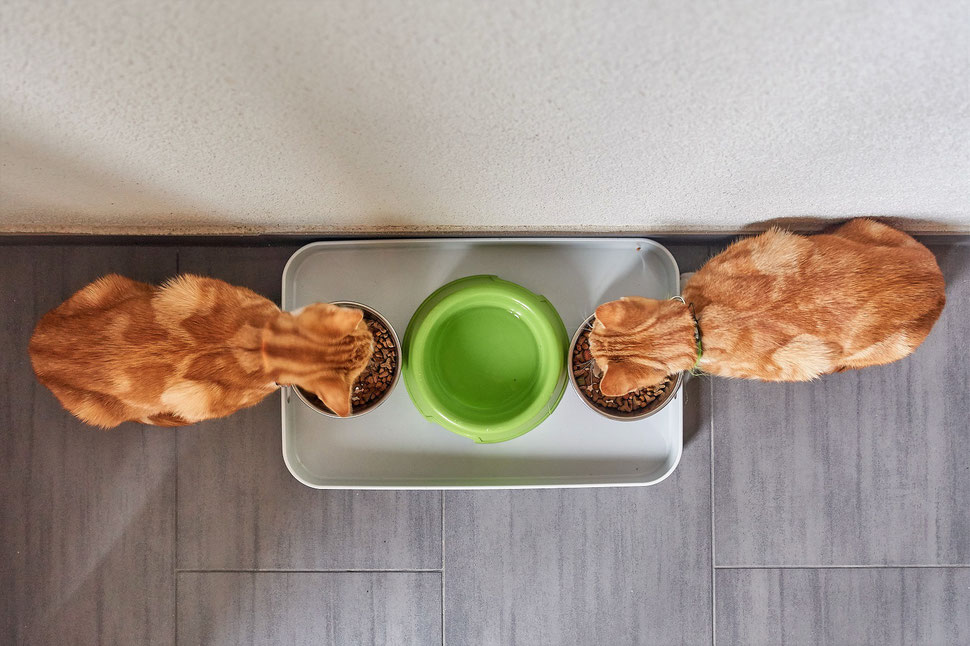 The image shows an aerial photograph of thow red cats eating on opposites sides of a tray.  