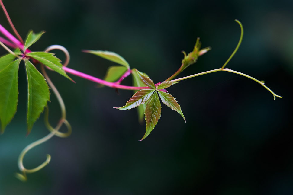 Natural Elegance