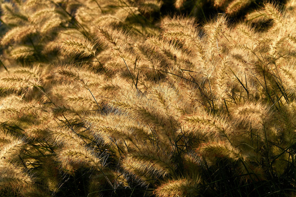 The image shows the photograph of shore plants, which are illuminated by evening sunlight.