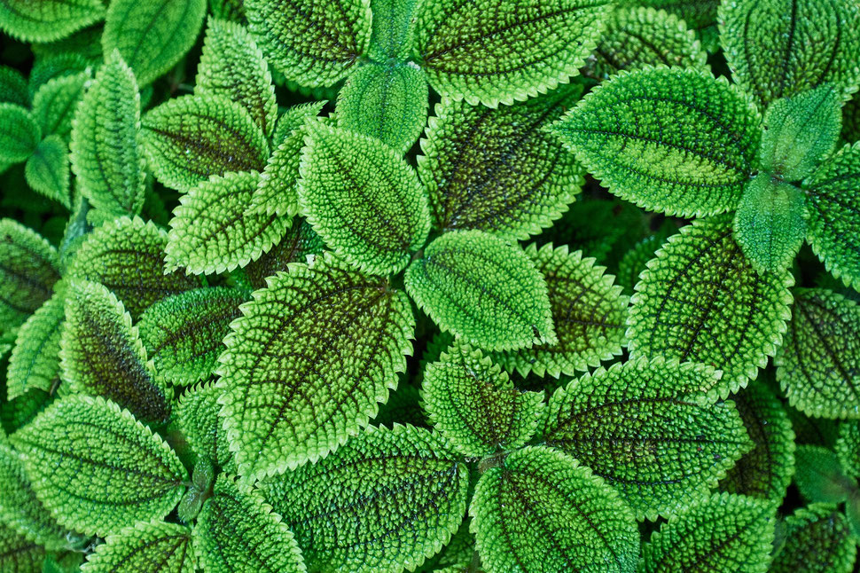 The image shows a close-up photograph of some very green leaves with patterns. 