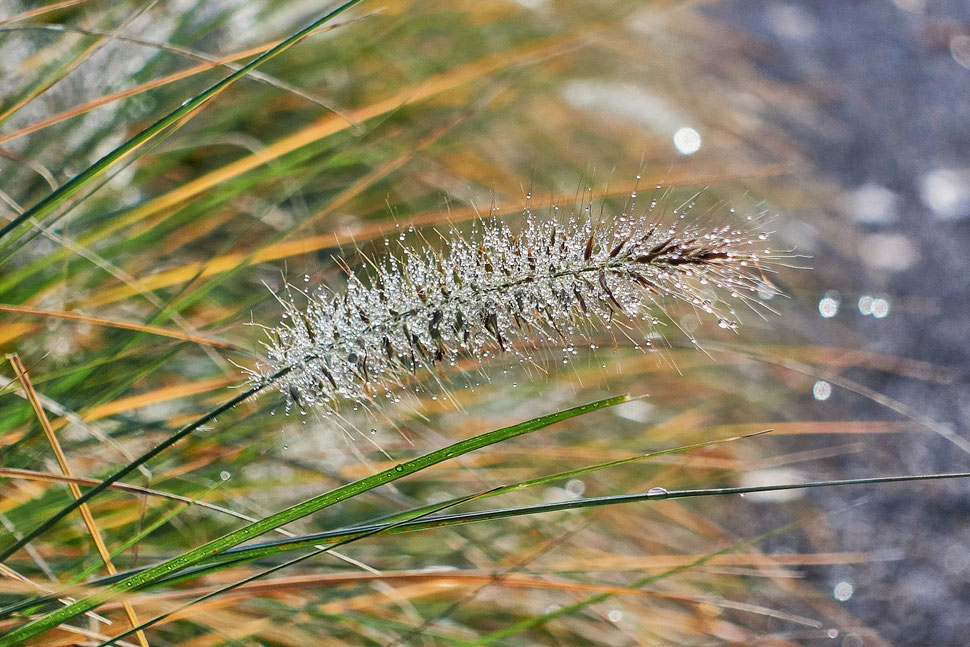 The image shows the photograph of a single plant covered in morning dew against the backdrop of blurred plants. 