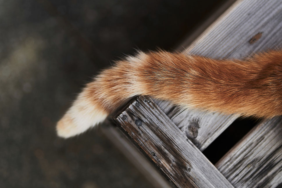 The image shows the photograph of a cat's tail on a wooden crate. Portrait of (a Part of) Our Cat Ginger