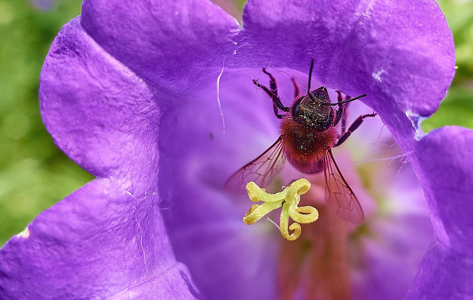 The image shows the aerial photograph of a bee sitting in the pink blossom of a flower. 