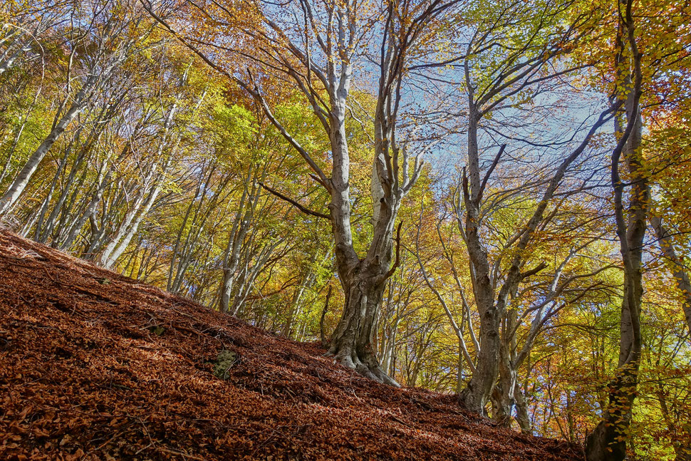 The image shows the photograph of trees with colorful leaves in fall.