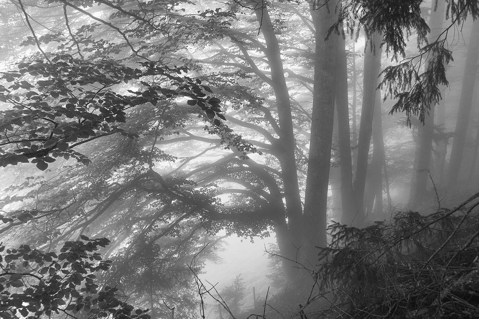 The image shows a black and white photograph of trees that are partly covered by fog, which is illuminated by sunlight.