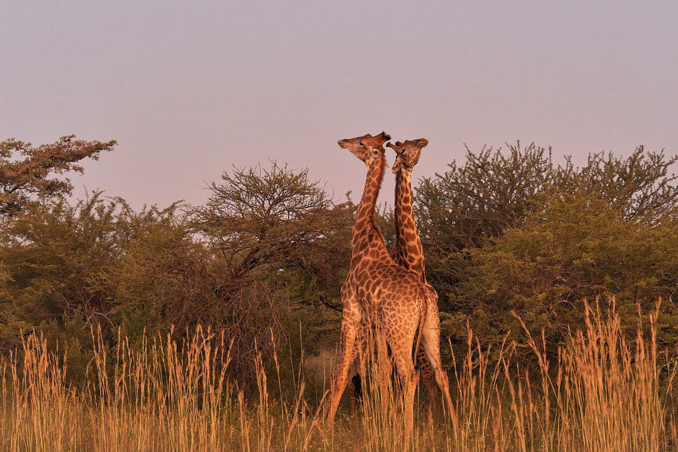 The image shows the twilight photograph of two playing giraffes standing in front of trees.