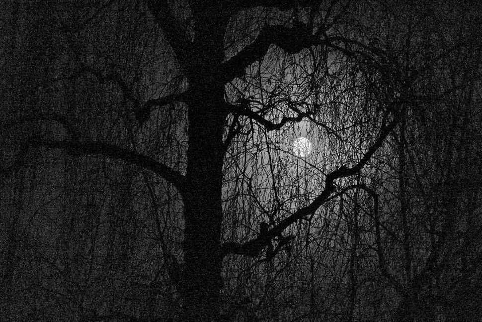 The image shows the nocturnal photograph of a full moon behind a tree. 