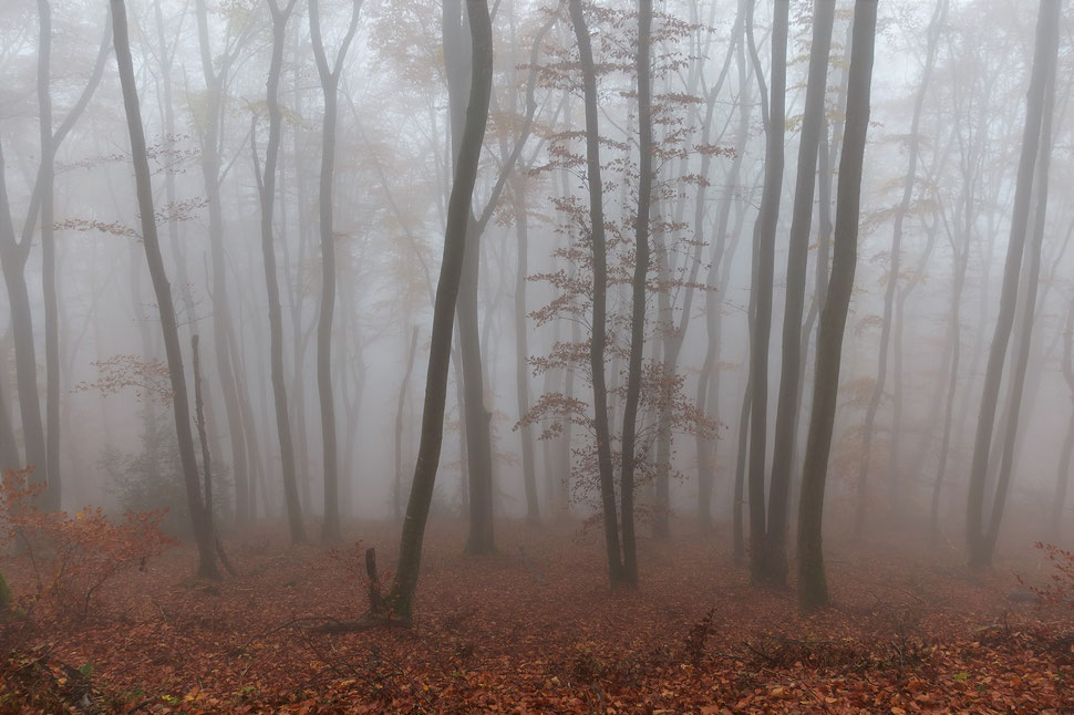 The image shows the photograph of trees on a foggy fall day.