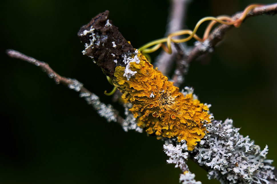 The image shows the close-up photograph of a twig, which is covered by some kind of yellow and white fungus.