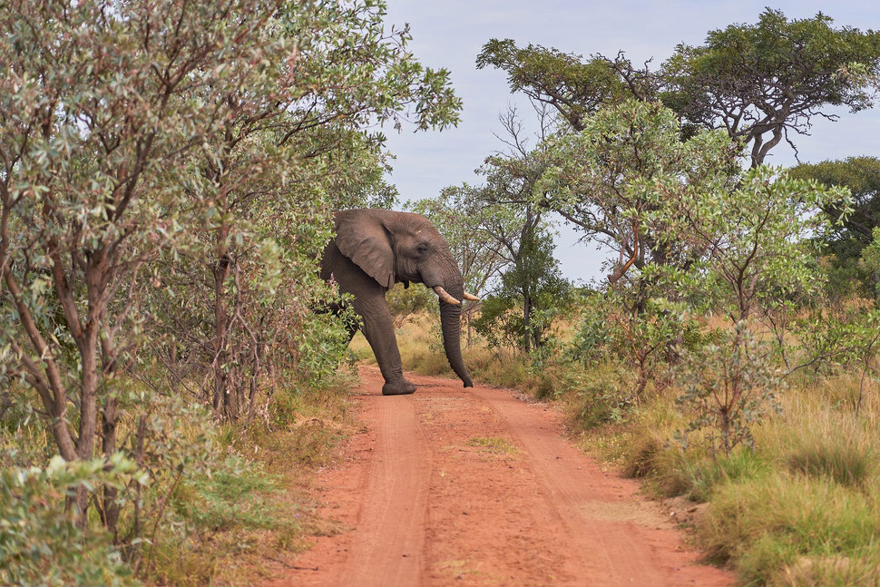 The image shows a photo of part of an elephant crossing a dirt road in a game resort in South Africa. 