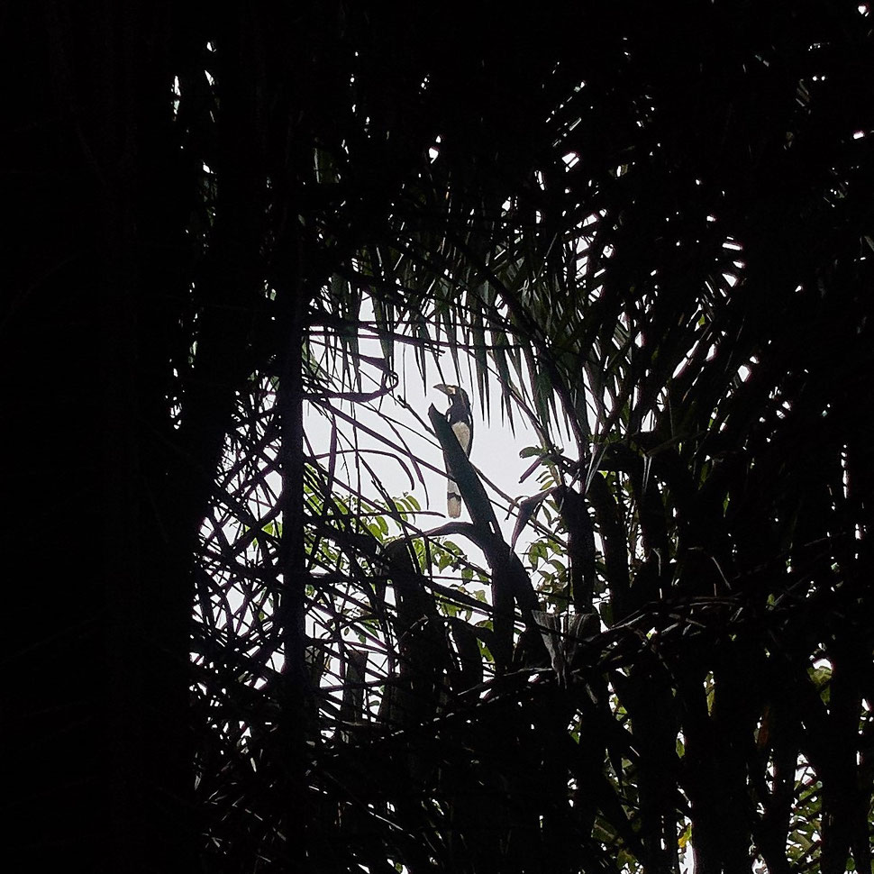 The image shows the photograph of a jungle bird sitting on a branch in a gap of light in the midst of trees.