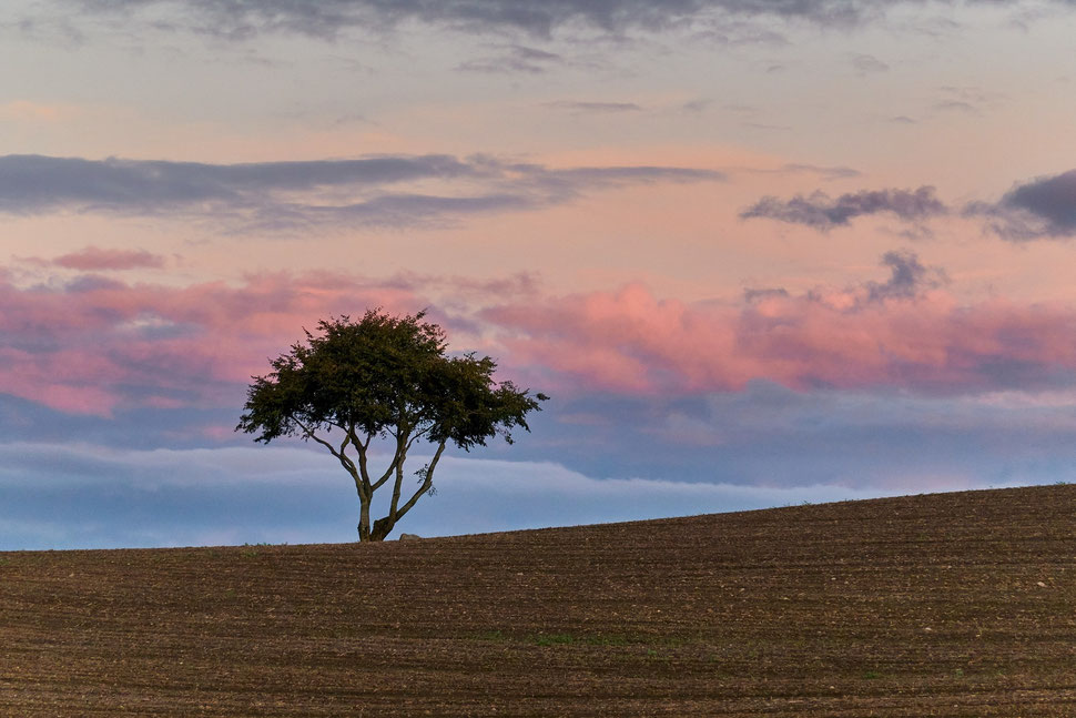 The image shows the photograph of a single tree on a freshly dug up field before a backdrop of a spectacular sunset sky with clouds. 