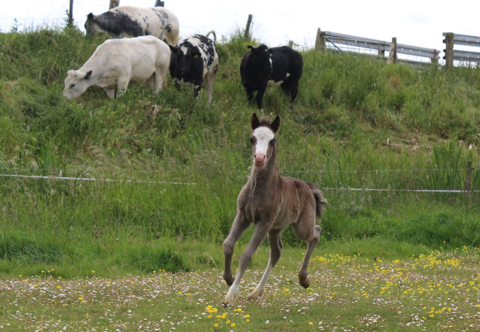 Oostdijk's Ceridwen Mandos, colt, black, 10-05-2025