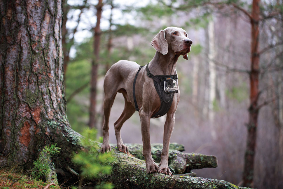 Test Kurgo Camera Mount Dog Harness mit GoPro Hund Video
