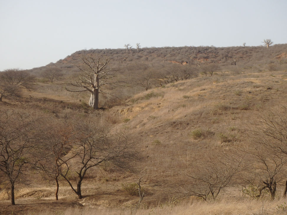 Reserve Naturelle de Popenguine - dry season Nature Reserve Senegal
