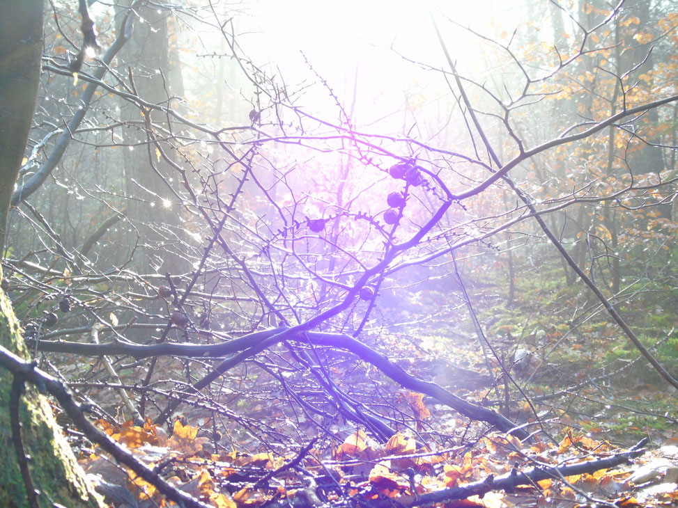 ©www.lichtwesenfotografie.com