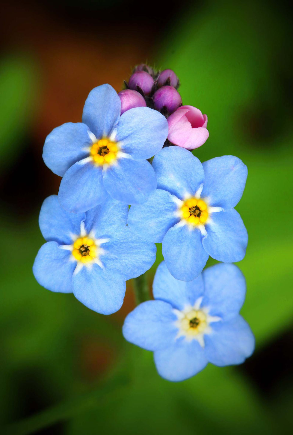 Vergissmeinnicht, blaue Blume, blauer Himmelsschlüssel, Myosotis, Schatzblume, blauer Augentrost, Heilpflanze, Wildpflanze, Frühling, Ehrenpreis, Gedenkemein, Homöopathie, Sagen, Legenden, Mythologie, Schätze, Elfen, Pyrrolizidinalkaloide, Mausohr, 