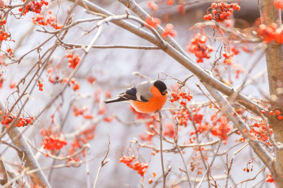 Eberesche, Vogelbeere, rote Beeren, Heilpflanzen, Wildpflanzen, Vogelbeeren, Zeus, Thor, Zitrone des Nordens, Vitamin C, Parasorbinsäure