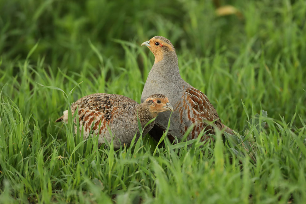 Vogel des Jahres 2026: Rebhuhnpaar (Foto: Tunka Zdenek)
