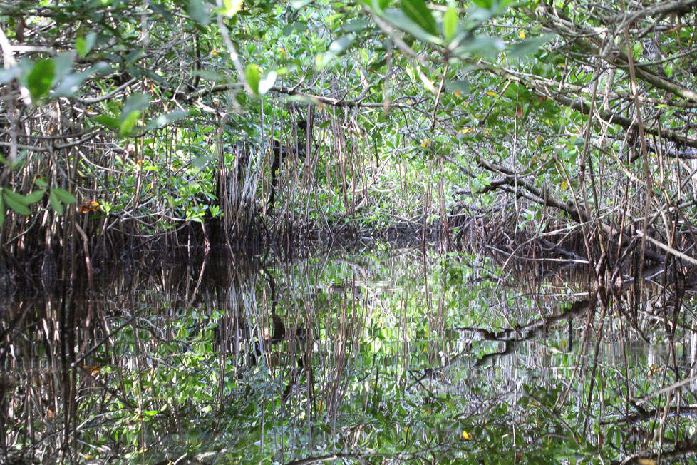 Kanu ride in the Everglades, Florida