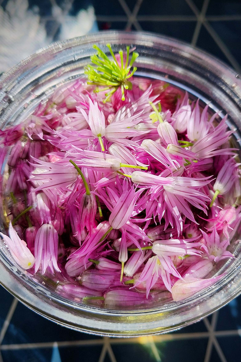 Schnittlauch, Schnittlauchblüten, lila, rosa, Allium, Allium schoenoprasum, Essig, Essig ansetzen, Gewürzpflanze, Kräuter, Gartenkräuter, Heilpflanze, Kräuterhexe, Schnittlauchblüten-Essig, 
