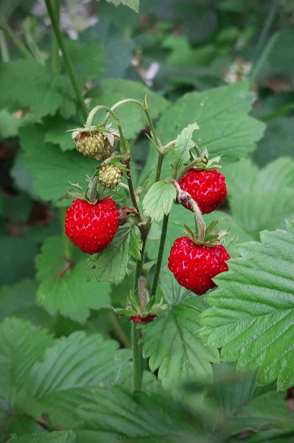 Mädesüß, Kräuter, Heilpflanze, Sommer, Sommersonnenwende, Tinktur, Tinktur selber machen, Vodka, Filipendula ulmaria, Schmerztinktur, natürliches Schmerzmittel, wilde Wiesen, Duft, Kräuterhexe