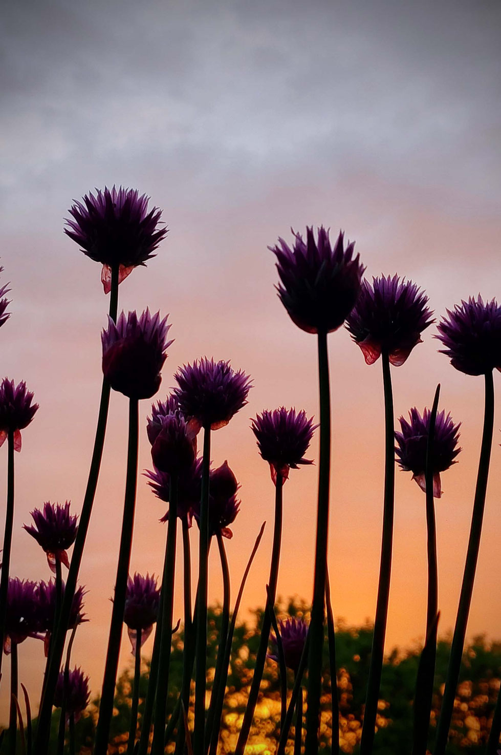 Schnittlauch, Schnittlauchblüten, lila, rosa, Allium, Allium schoenoprasum, Essig, Essig ansetzen, Gewürzpflanze, Kräuter, Gartenkräuter, Heilpflanze, Kräuterhexe, Schnittlauchblüten-Essig, 