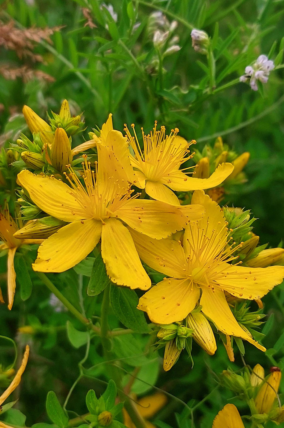Mädesüß, Kräuter, Heilpflanze, Sommer, Sommersonnenwende, Tinktur, Tinktur selber machen, Vodka, Filipendula ulmaria, Schmerztinktur, natürliches Schmerzmittel, wilde Wiesen, Duft, Kräuterhexe
