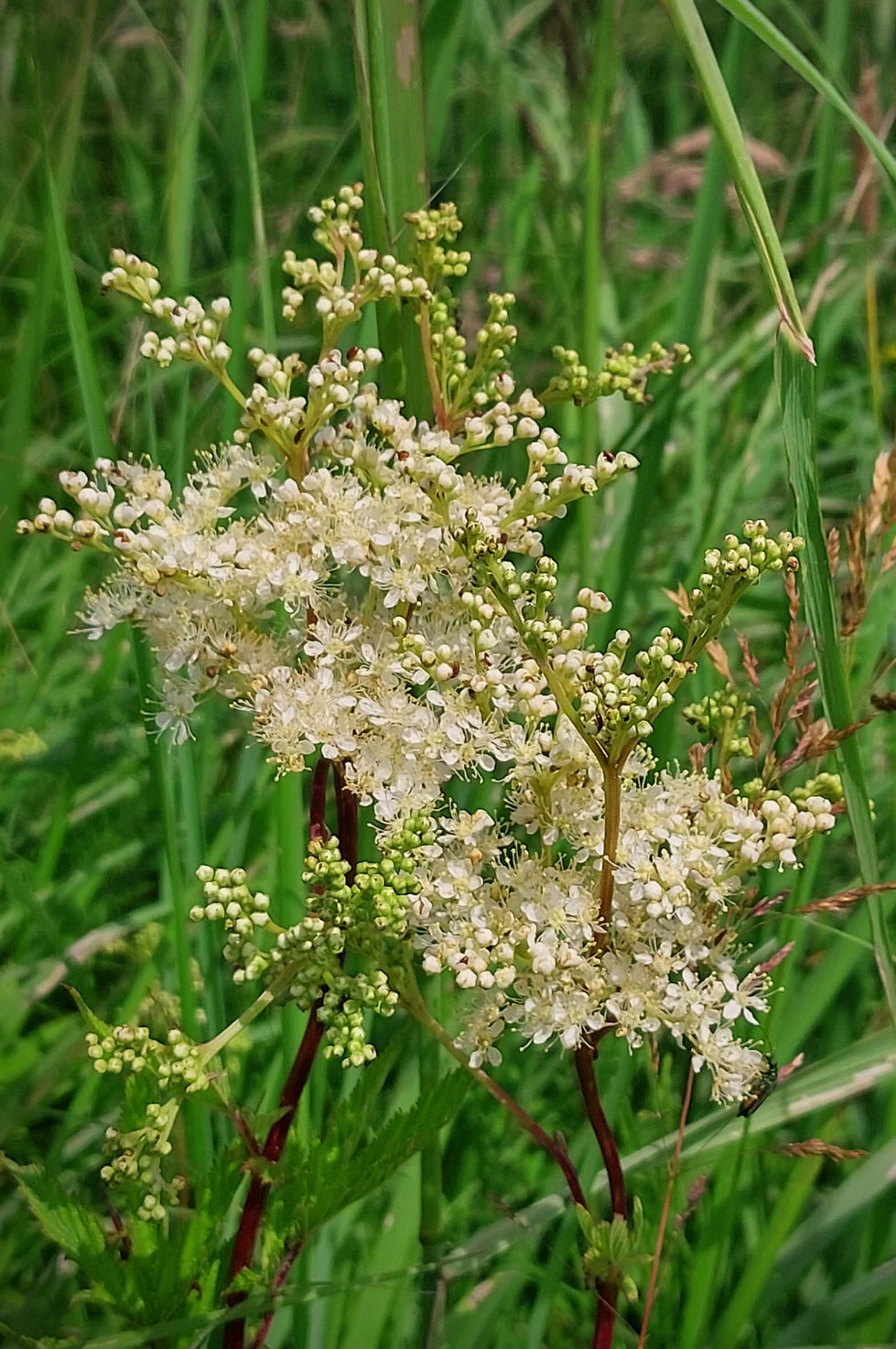 Mädesüß, Kräuter, Heilpflanze, Sommer, Sommersonnenwende, Tinktur, Tinktur selber machen, Vodka, Filipendula ulmaria, Schmerztinktur, natürliches Schmerzmittel, wilde Wiesen, Duft, Kräuterhexe