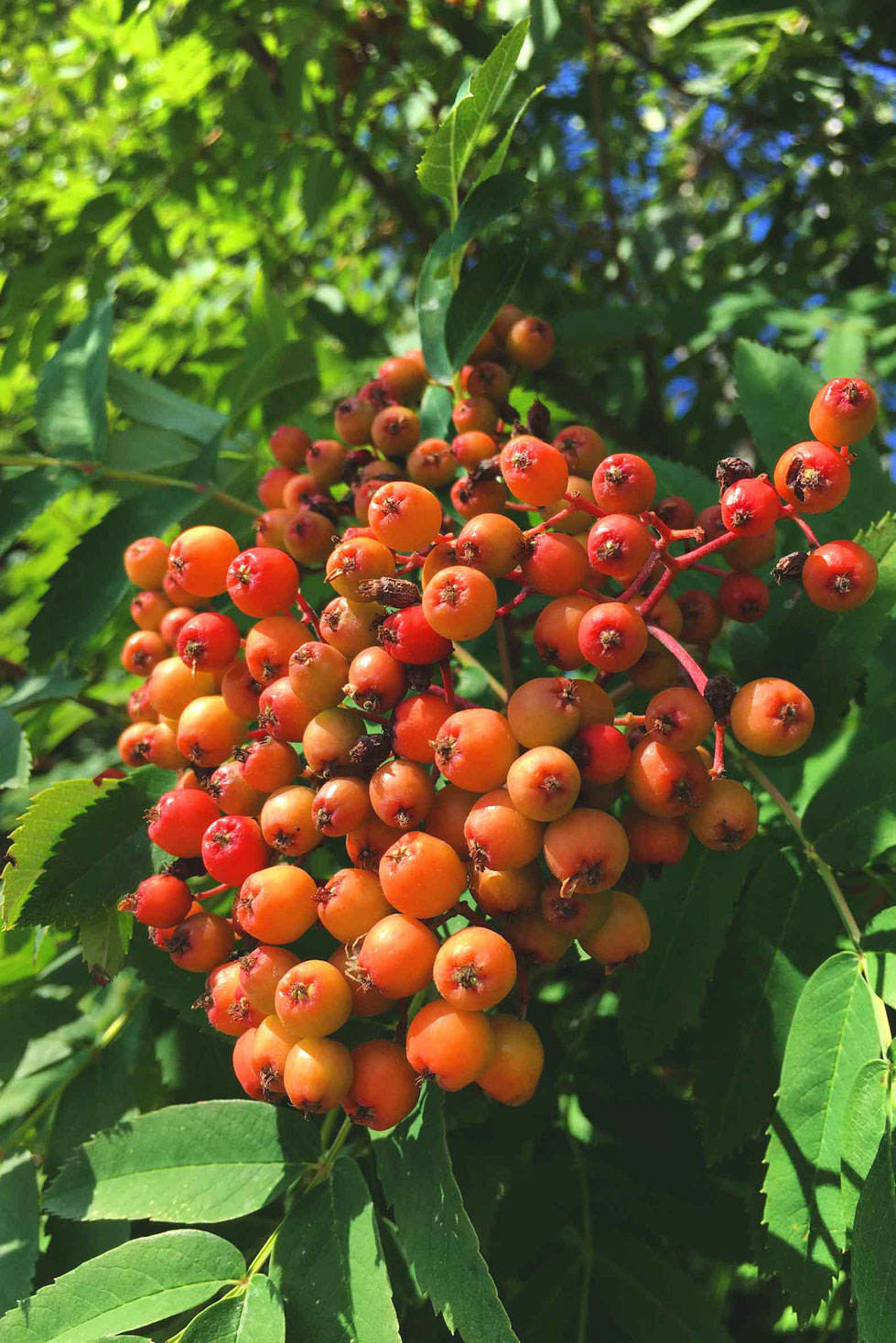 Eberesche, Vogelbeere, rote Beeren, Heilpflanzen, Wildpflanzen, Vogelbeeren, Zeus, Thor, Zitrone des Nordens, Vitamin C, Parasorbinsäure