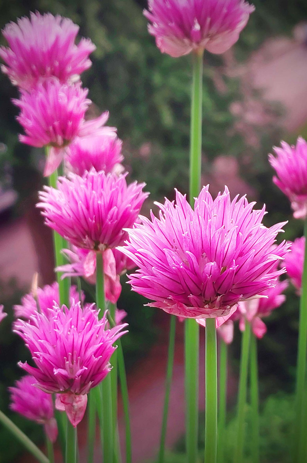 Schnittlauch, Schnittlauchblüten, lila, rosa, Allium, Allium schoenoprasum, Essig, Essig ansetzen, Gewürzpflanze, Kräuter, Gartenkräuter, Heilpflanze, Kräuterhexe, Schnittlauchblüten-Essig, 