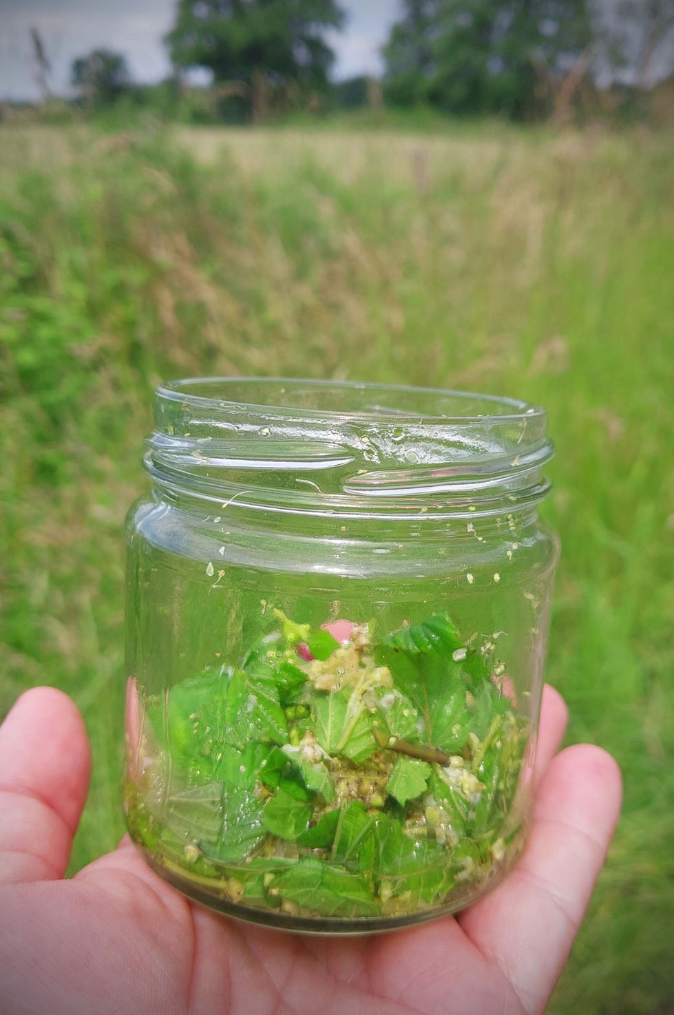 Mädesüß, Kräuter, Heilpflanze, Sommer, Sommersonnenwende, Tinktur, Tinktur selber machen, Vodka, Filipendula ulmaria, Schmerztinktur, natürliches Schmerzmittel, wilde Wiesen, Duft, Kräuterhexe