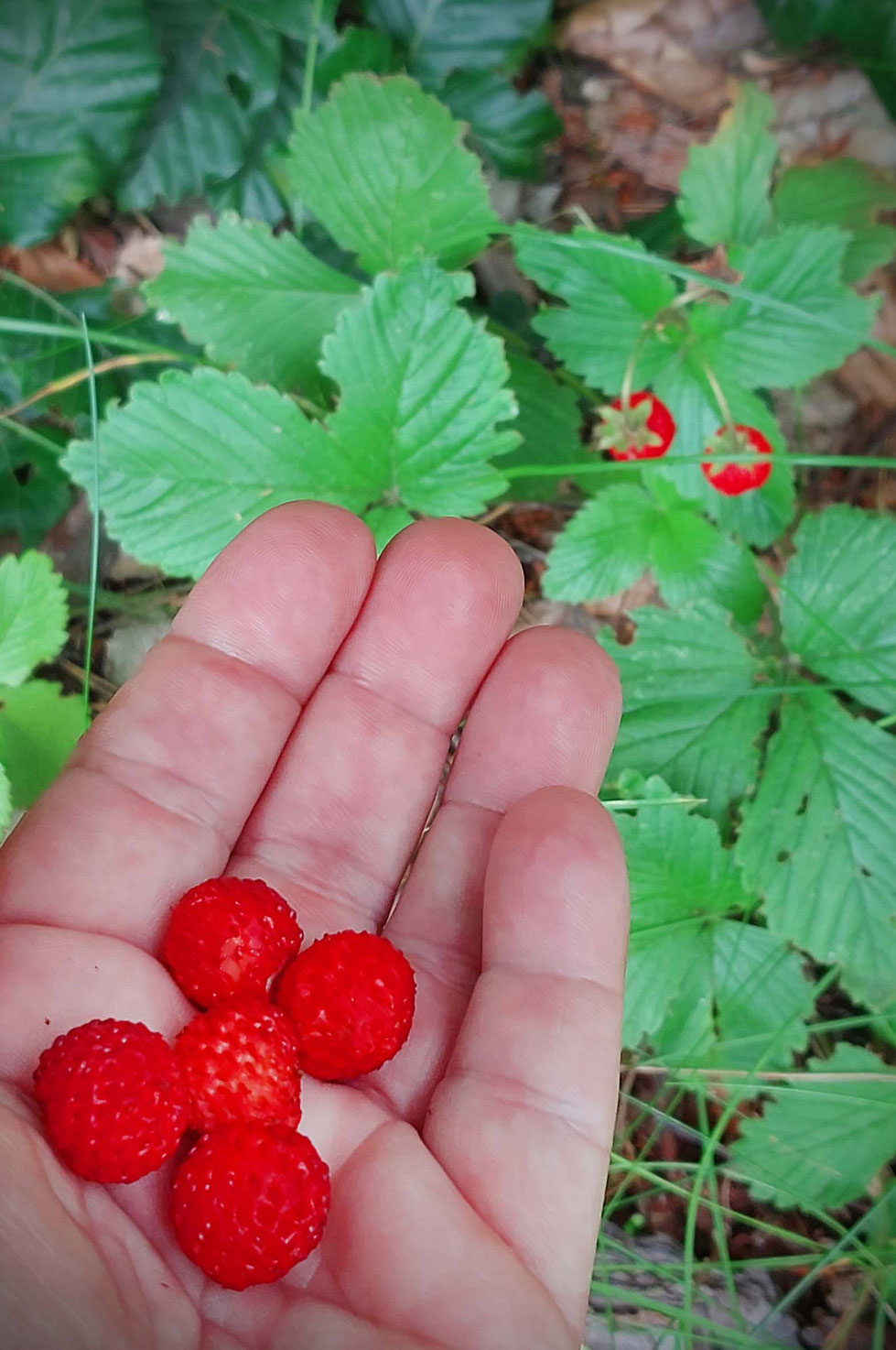 Mädesüß, Kräuter, Heilpflanze, Sommer, Sommersonnenwende, Tinktur, Tinktur selber machen, Vodka, Filipendula ulmaria, Schmerztinktur, natürliches Schmerzmittel, wilde Wiesen, Duft, Kräuterhexe