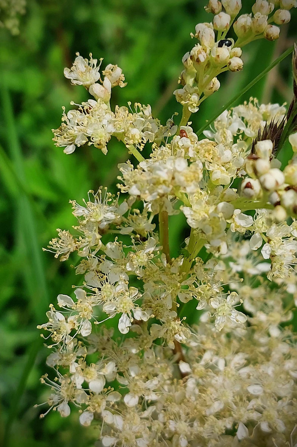 Mädesüß, Kräuter, Heilpflanze, Sommer, Sommersonnenwende, Tinktur, Tinktur selber machen, Vodka, Filipendula ulmaria, Schmerztinktur, natürliches Schmerzmittel, wilde Wiesen, Duft, Kräuterhexe