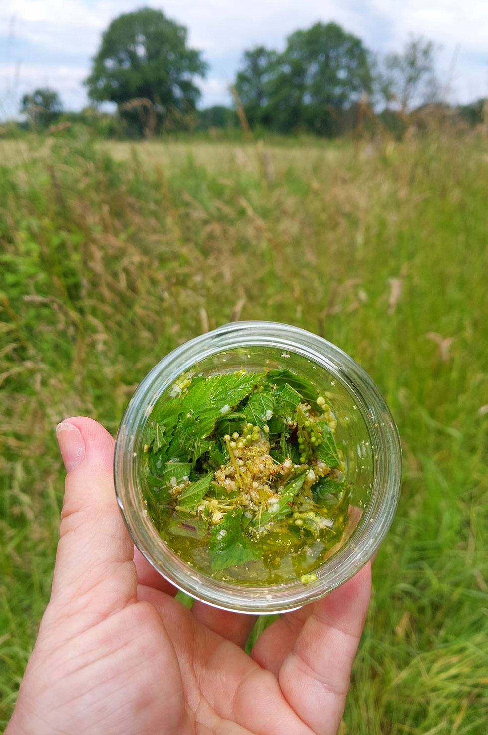 Mädesüß, Kräuter, Heilpflanze, Sommer, Sommersonnenwende, Tinktur, Tinktur selber machen, Vodka, Filipendula ulmaria, Schmerztinktur, natürliches Schmerzmittel, wilde Wiesen, Duft, Kräuterhexe