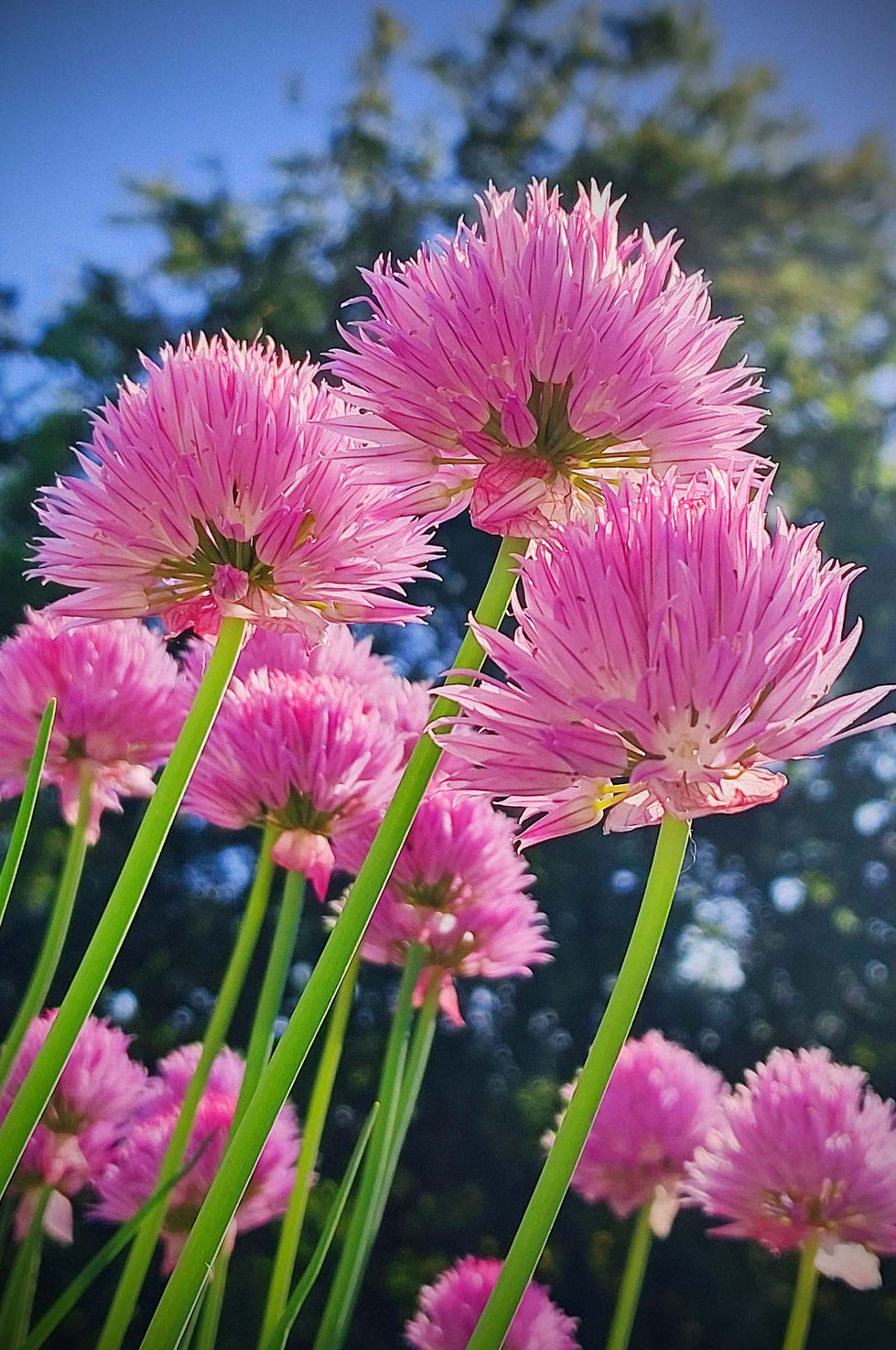Schnittlauch, Schnittlauchblüten, lila, rosa, Allium, Allium schoenoprasum, Essig, Essig ansetzen, Gewürzpflanze, Kräuter, Gartenkräuter, Heilpflanze, Kräuterhexe, Schnittlauchblüten-Essig, 
