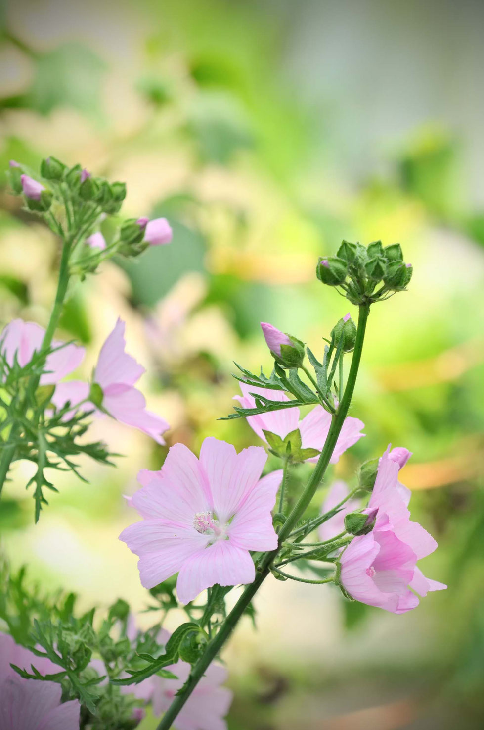 Malve, Malven, Wilde Malve, Malva sylvestris, Mauretanische Malve, Malva mauretania, Käsepappel, Schleimstoffe, Erkältungskrankheiten, Husten, Malventee, Malventinktur, Magenschleimhaut, Hautpflege, Glycerin, Glycerit, selbermachen, Pflanzen-Glycerit 