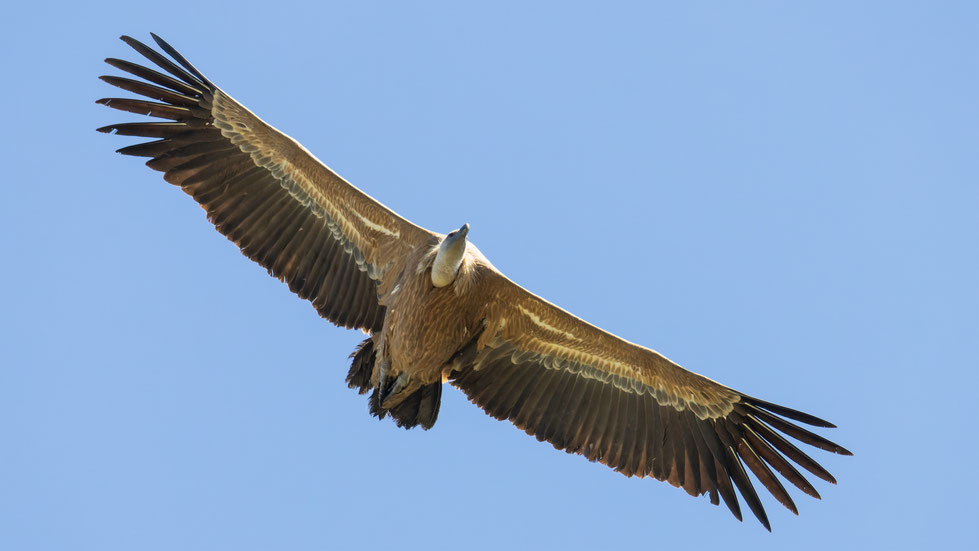 Gänsegeier am Rio Lobos