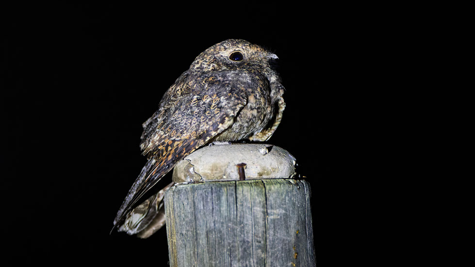 Freckled Nightjar, Fleckennachtschwalbe Caprimulgus tristigma