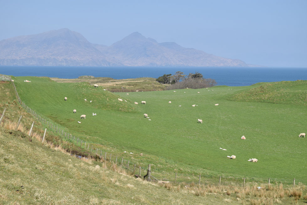 Isle of Muck sheep farm